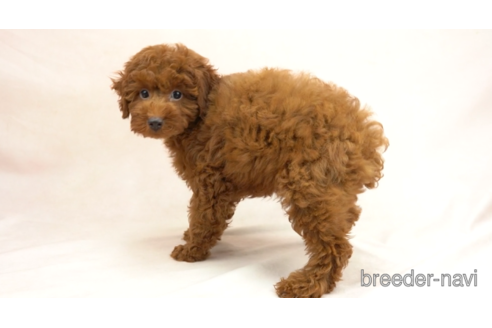 成約済の東京都のトイプードル-154159の1枚目